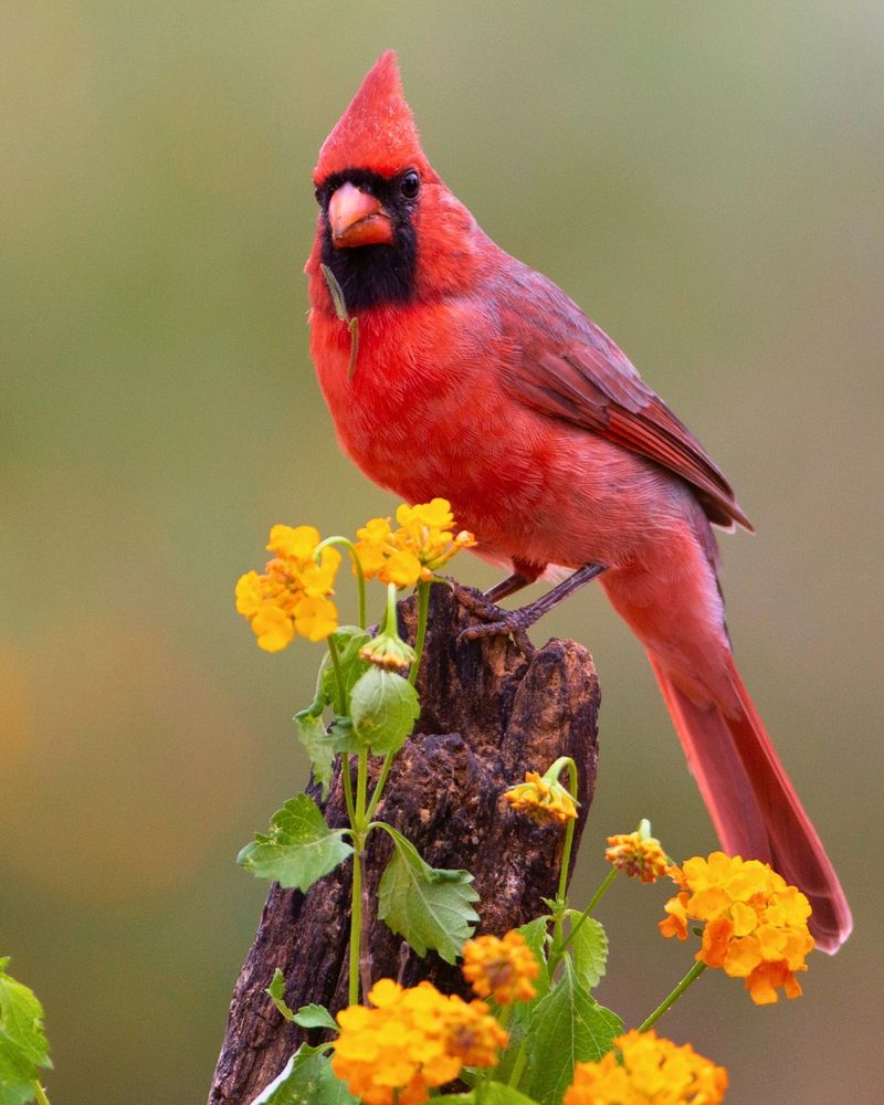 Native Plants Are Providing Natural Food