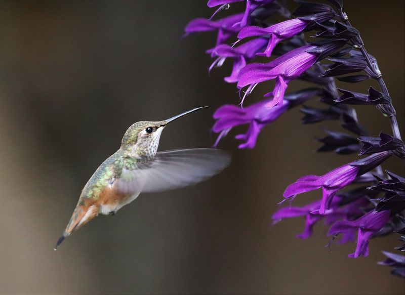 Native Plants Bring More Insects To The Yard Native Plants Bring More Insects To The Yard