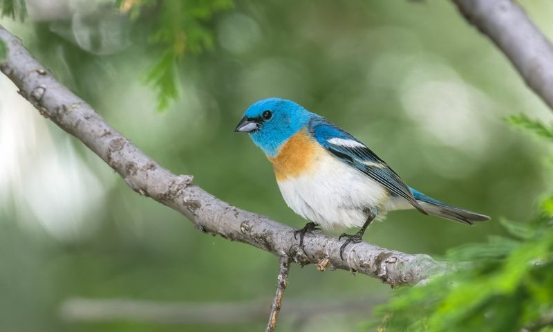 Native Plants Can Attract More Visiting Birds