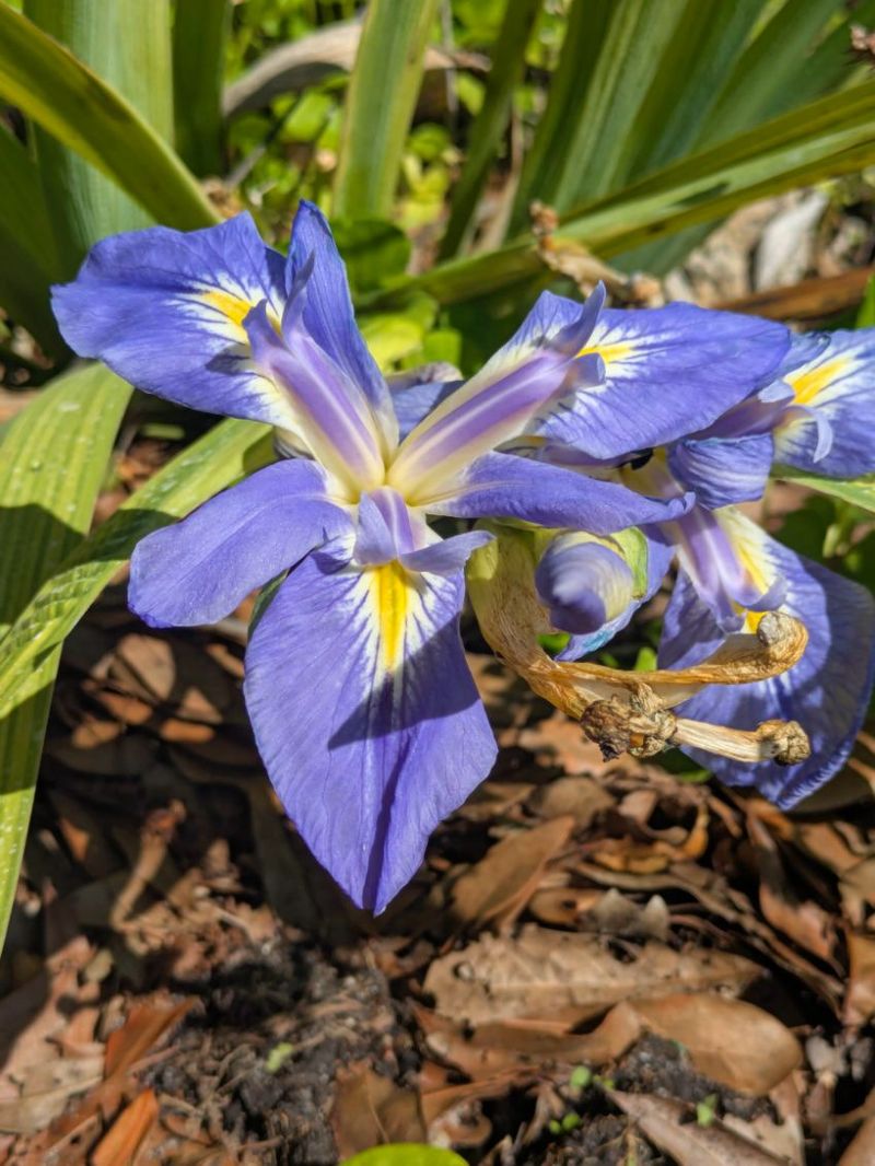 Native Plants Can Handle The Changing Water Conditions