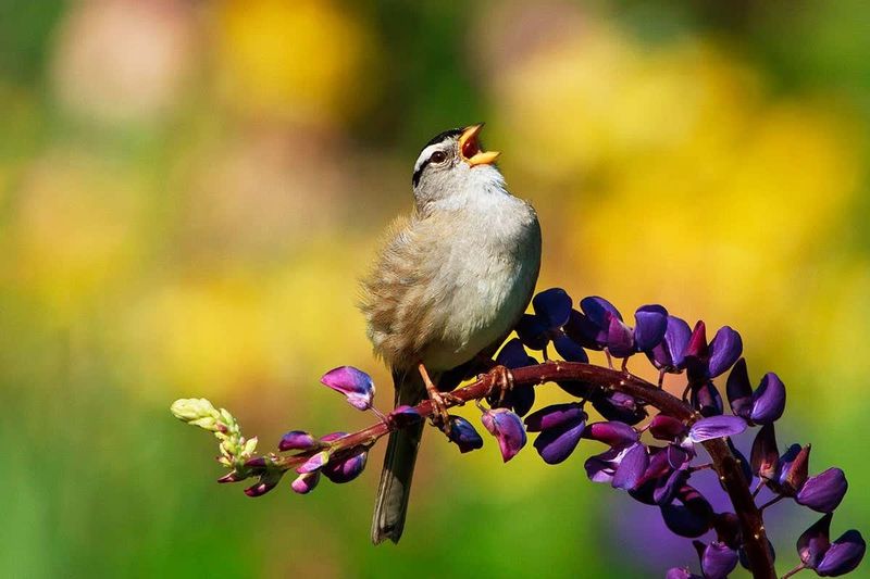 Native Plants Can Provide Natural Food Native Plants Can Provide Natural Food