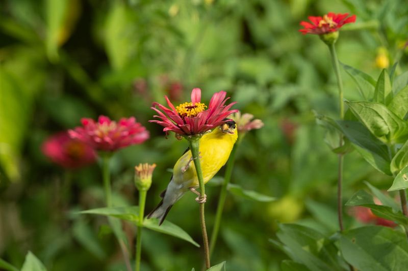 Native Plants Create Bird-Friendly Yards Native Plants Create Bird-Friendly Yards