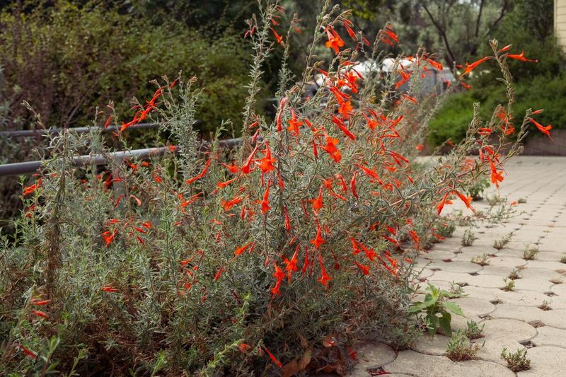 Native Plants Handle The Swing Better Native Plants Handle The Swing Better