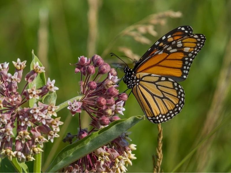 Native Plants Help During Migration Native Plants Help During Migration