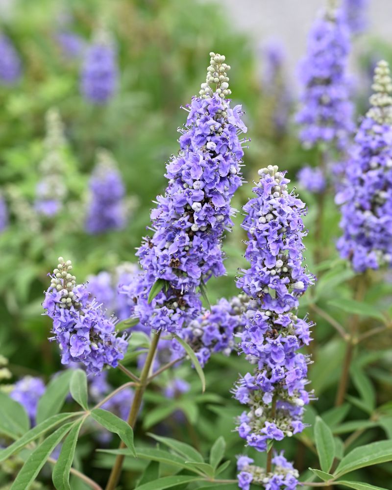 Native Plants That Do The Same Job