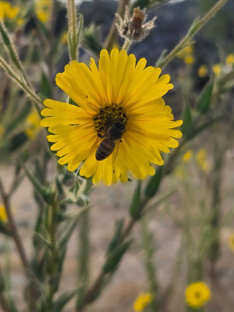 Native Plants That Hold Their Seed Into Winter Native Plants That Hold Their Seed Into Winter