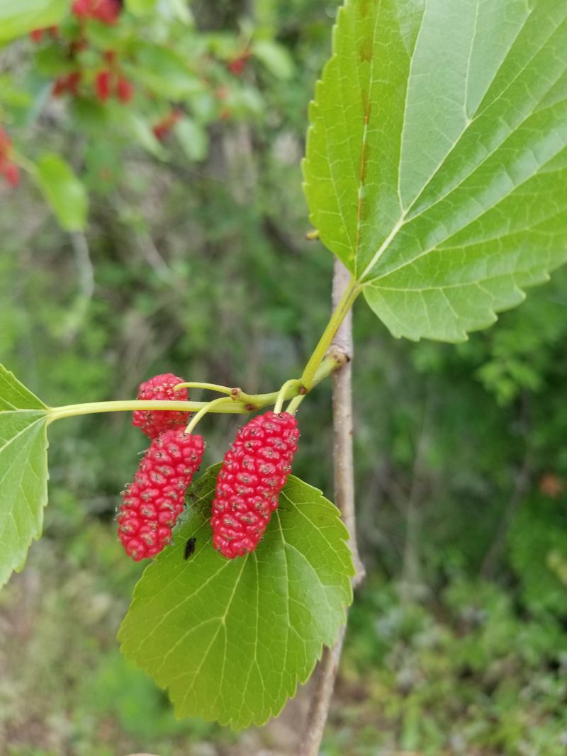 Native Red Mulberry Feeds Families And Birds Alike Native Red Mulberry Feeds Families And Birds Alike