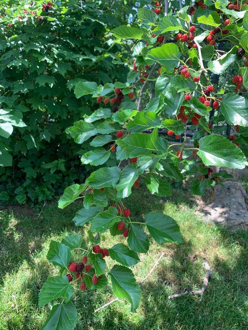 Native Red Mulberry For Heavy Summer Crops Native Red Mulberry For Heavy Summer Crops
