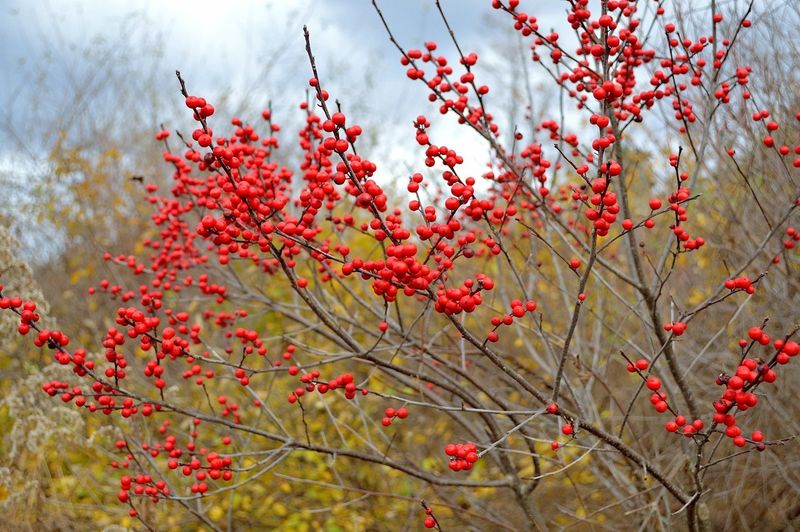 Native Replacements With The Same Red Punch