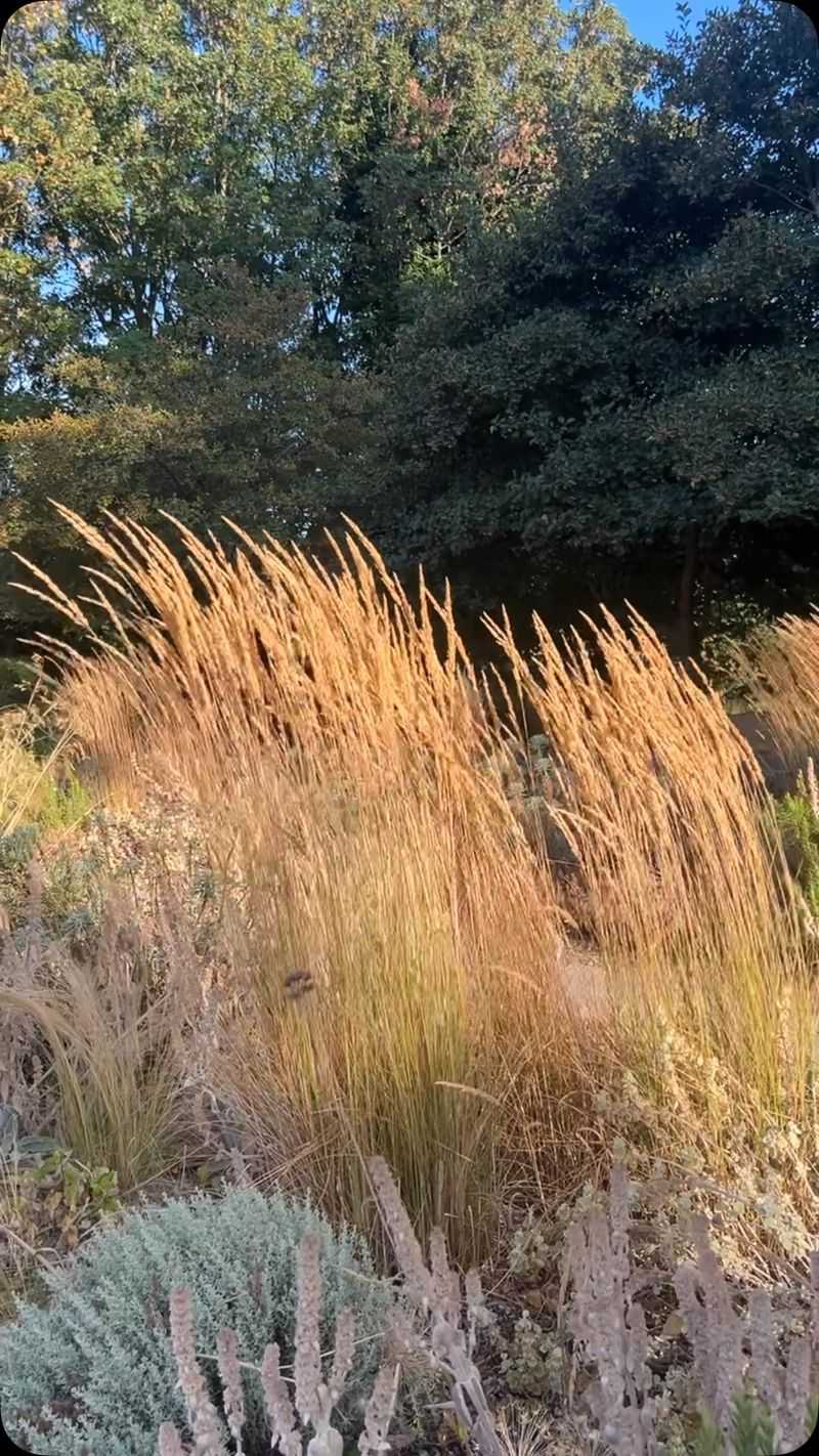 Native Sedges Keep Their Structure In Cooler Months Native Sedges Keep Their Structure In Cooler Months