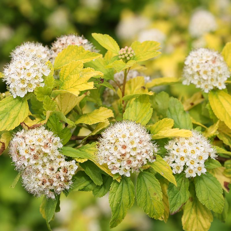 Native Shrubs Can Fill The Vacant Space