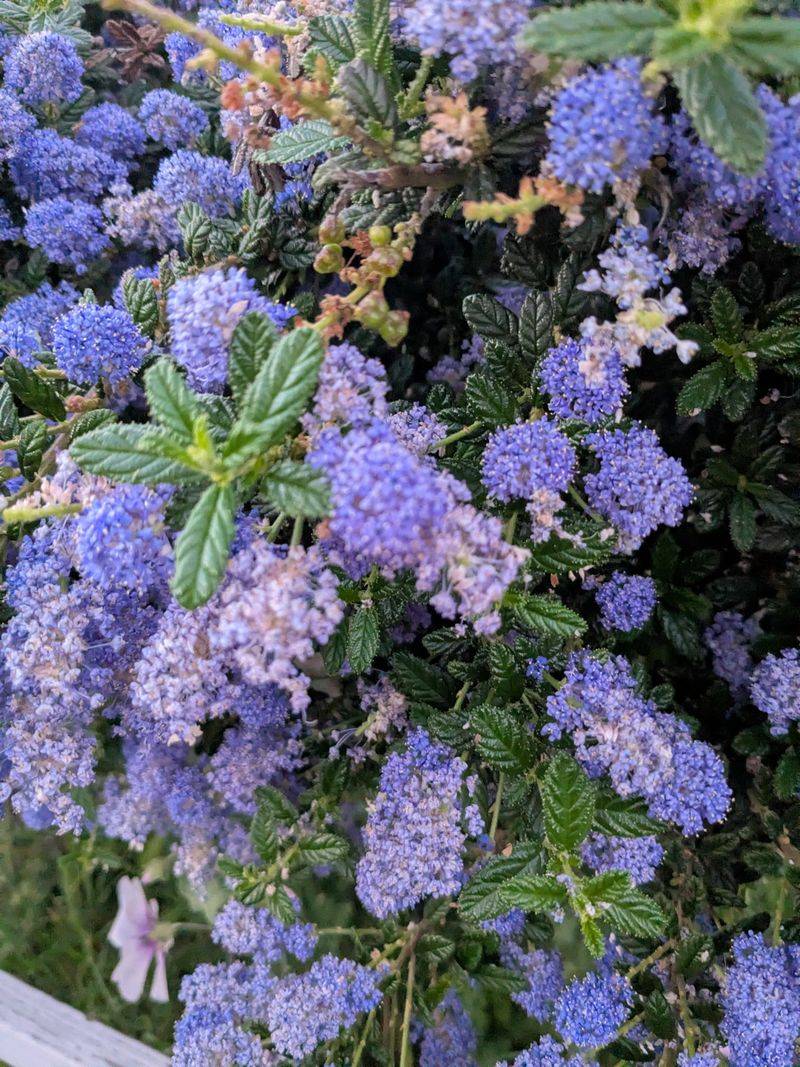 Native Shrubs Fly Off The Shelves