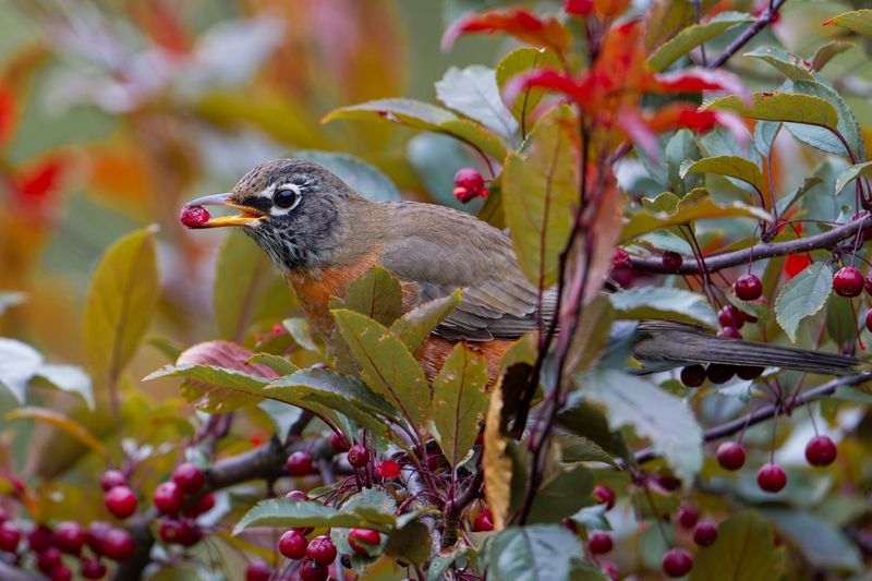 Native Shrubs That Actually Feed Birds