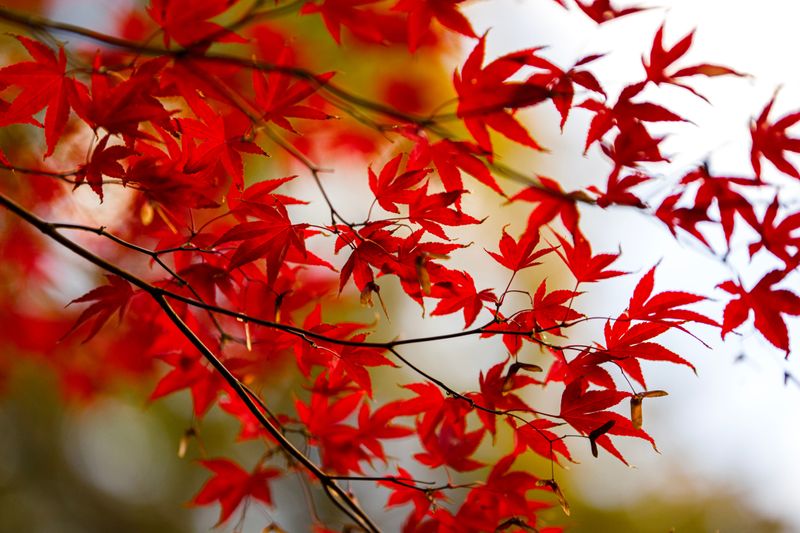 Native Trees Build Stronger Roots In Fall Native Trees Build Stronger Roots In Fall