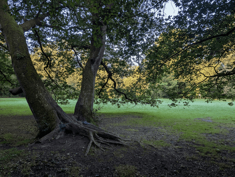 Native Trees For Shade And Stronger Roots Native Trees For Shade And Stronger Roots