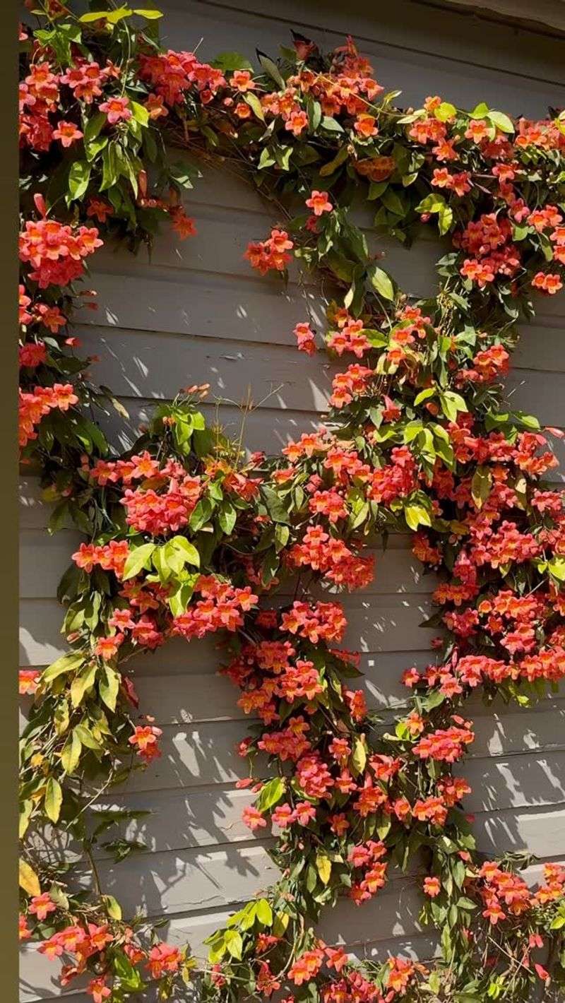 Native Vines Worth Planting Instead Native Vines Worth Planting Instead
