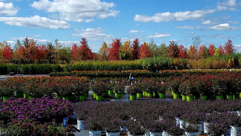 Natorp's Nursery - 8601 Snider Rd., Mason, OH 45040 Natorp's Nursery - 8601 Snider Rd., Mason, OH 45040