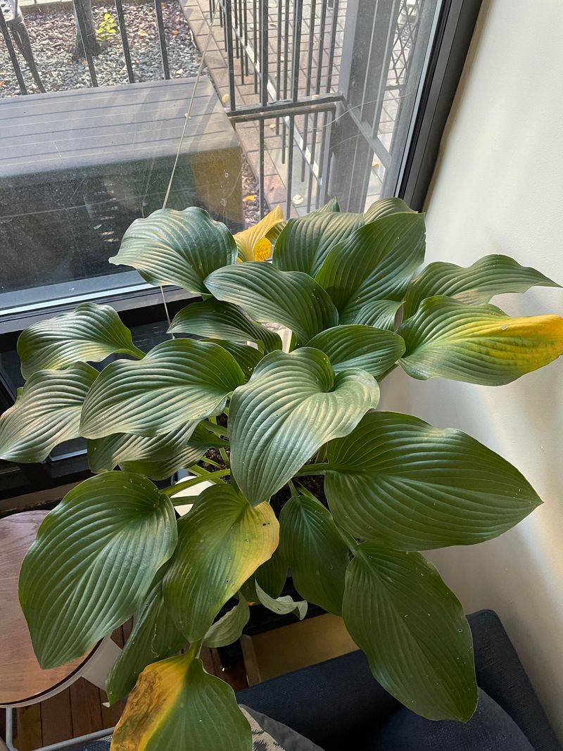 Natural Fall Changes Can Make Hosta Leaves Turn Yellow Natural Fall Changes Can Make Hosta Leaves Turn Yellow