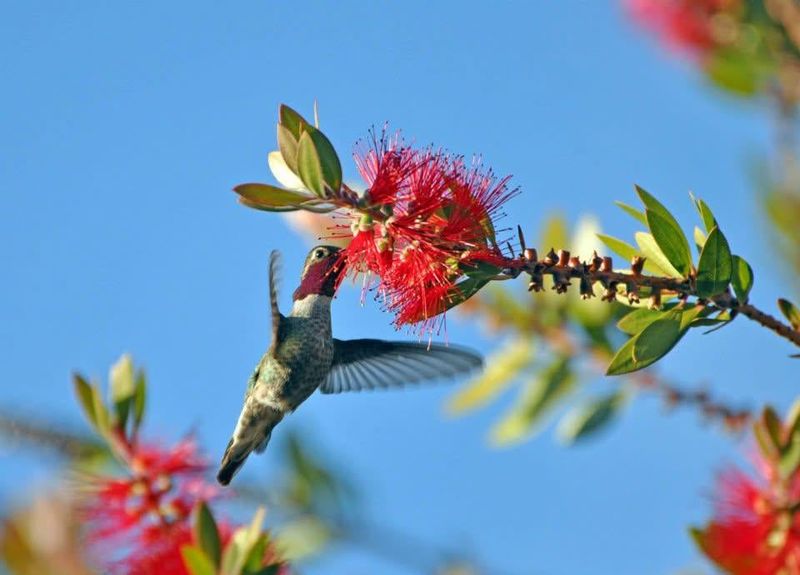 Natural Flowers May Be Offering More Food