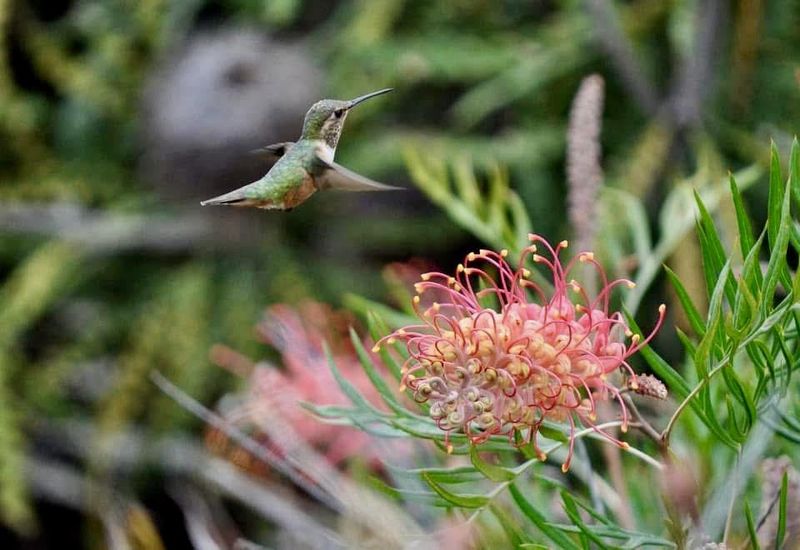 Natural Food Can Change How Often Feeders Stay Busy Natural Food Can Change How Often Feeders Stay Busy