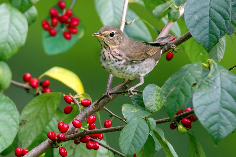 Natural Food Supplies Can Change Feeder Visits Natural Food Supplies Can Change Feeder Visits