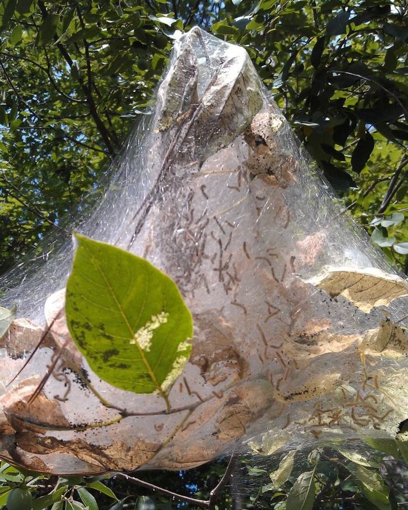 Natural Helpers And Long-Term Tree Health Natural Helpers And Long-Term Tree Health