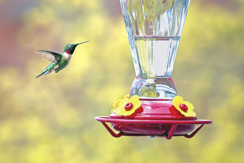 Natural Nectar Is Limited Natural Nectar Is Limited