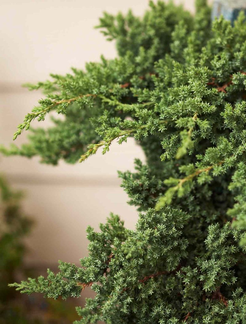 Natural Oils That Make Plants Burn Hot