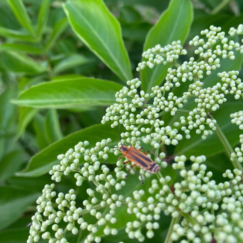 Natural Pest Control Support In Arizona