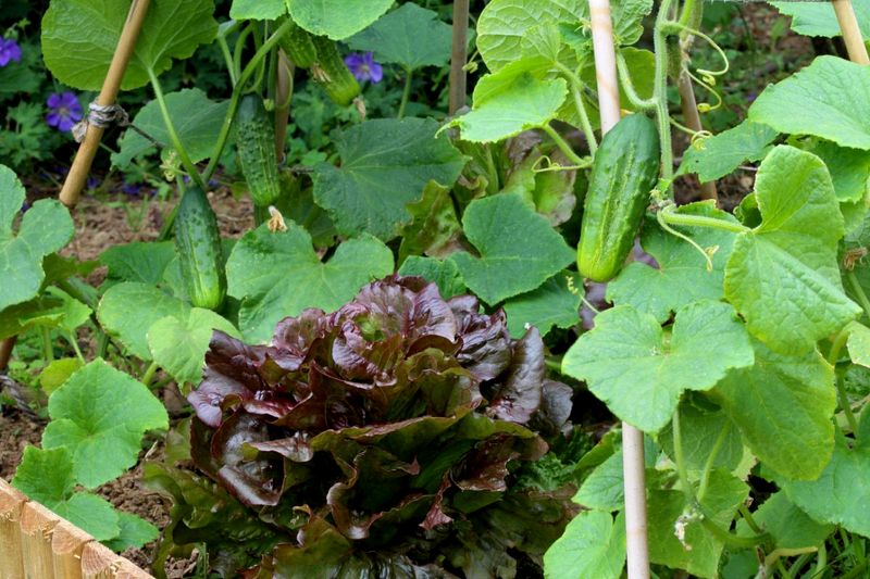 Natural Pest Defense for Arizona Chili Peppers and Cucumbers