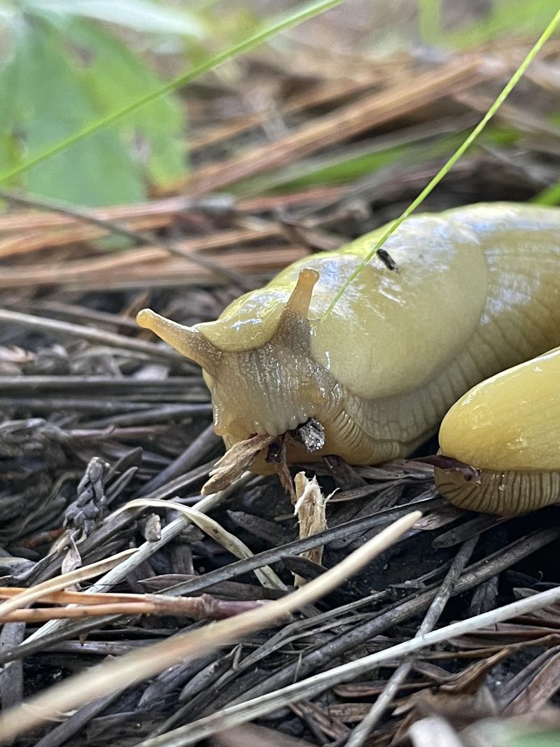 Natural Predators Lend A Helping Hand Natural Predators Lend A Helping Hand