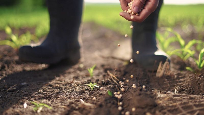 Natural Reseeding Fills Gaps For Free