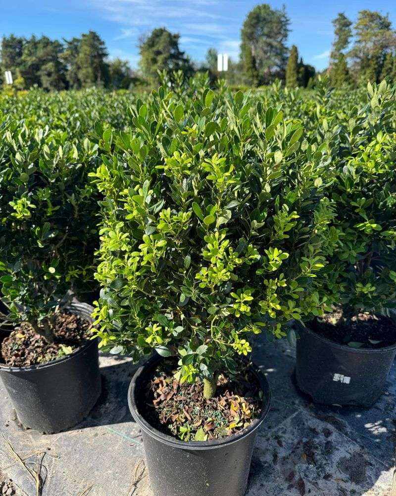 Naturally Dense Without Heavy Pruning