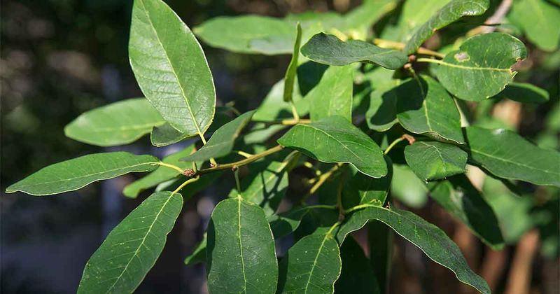 Naturally Tougher Against Common Oak Diseases
