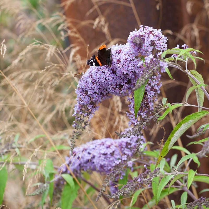 Near Natural Areas Or Woodlands