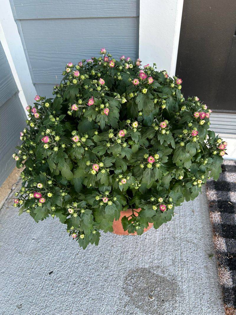 Near Porch And Street Lights, Blooms Can Stall Near Porch And Street Lights, Blooms Can Stall