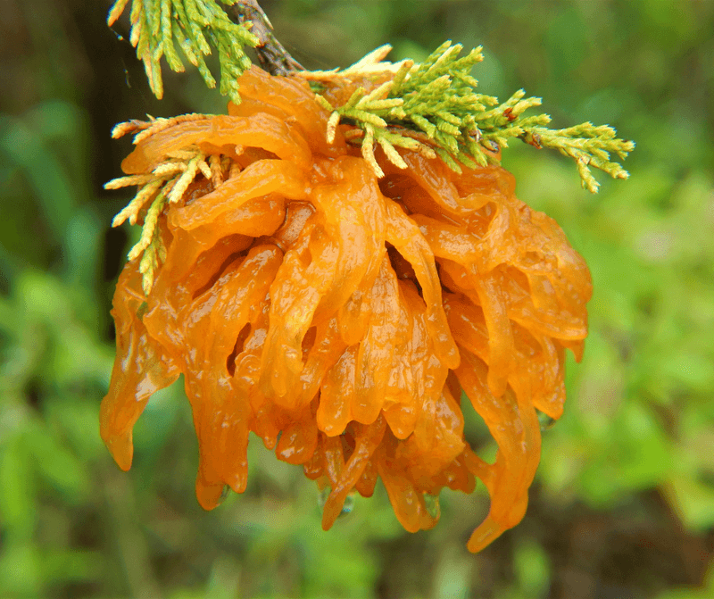 Nearby Apple Trees Face The Real Risk
