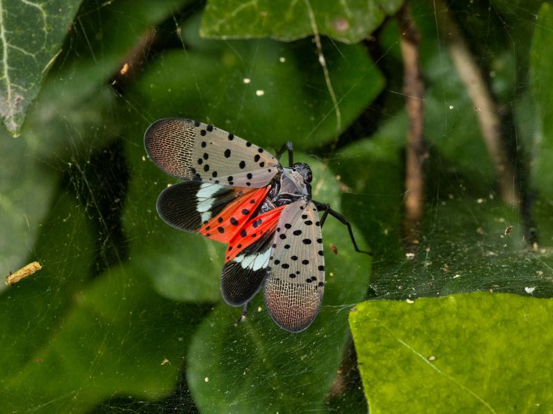 Nearby Host Plants Increase Yard Activity