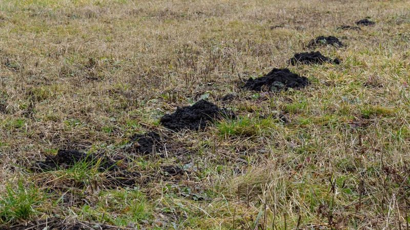 Nearby Nesting Areas They Can Return To Nearby Nesting Areas They Can Return To
