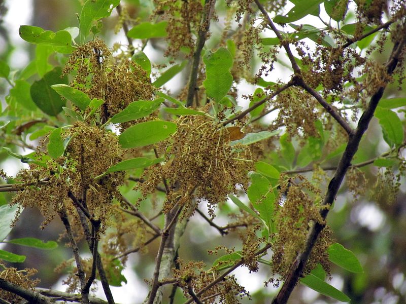 Nearby Oaks Can Improve Pollination Nearby Oaks Can Improve Pollination
