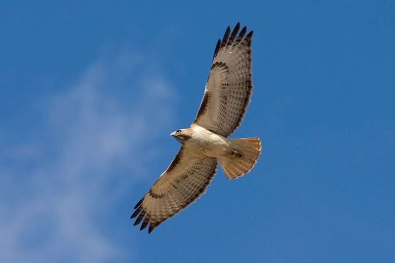 Nearby Open Areas Provide Hunting Habitat Nearby Open Areas Provide Hunting Habitat