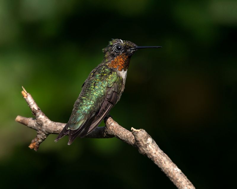 Nearby Perches Give A Feeder Guard A Useful Lookout