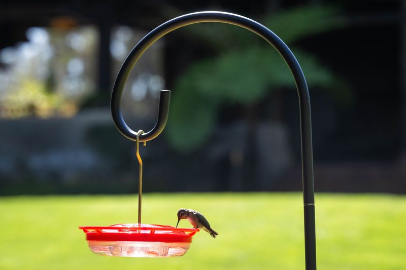 Nearby Predators Can Make A Feeder Less Appealing