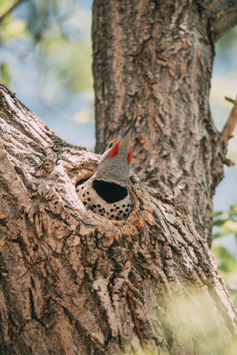 Nearby Trees Offer Roosting Cavities