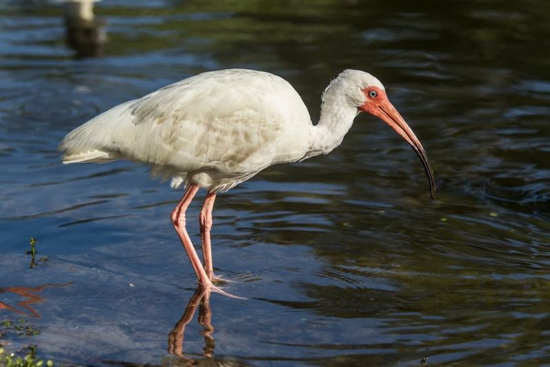 Nearby Water Can Put Your Yard On An Ibis Feeding Route Nearby Water Can Put Your Yard On An Ibis Feeding Route