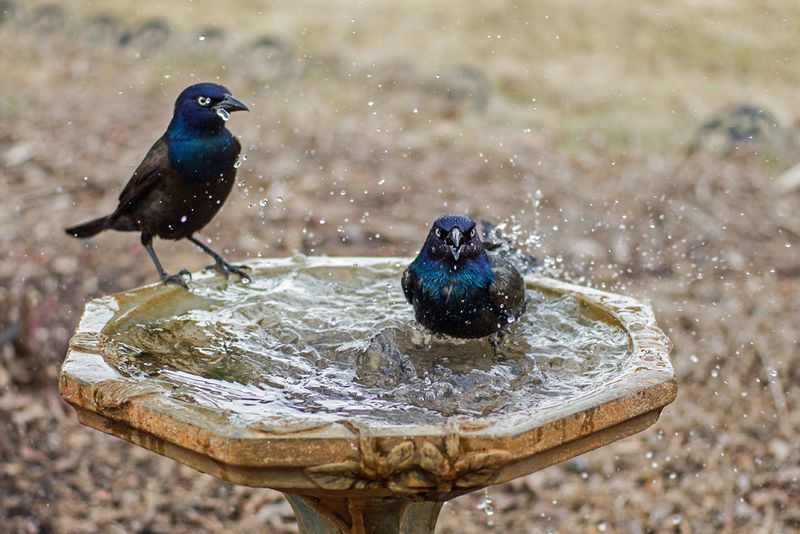 Nearby Water Is Attracting Them