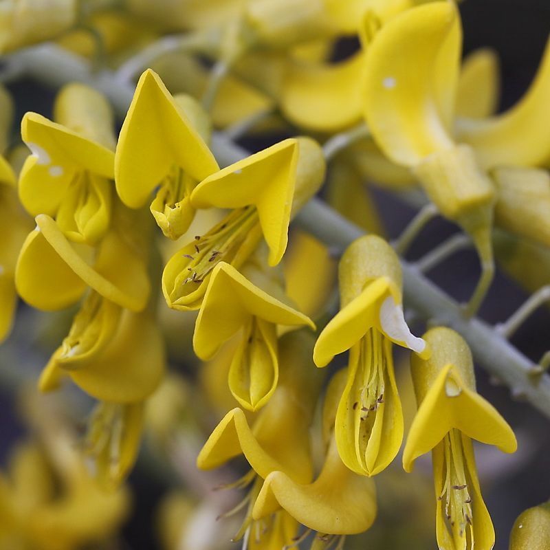 Necklace Pod Adds Bright Yellow Blooms