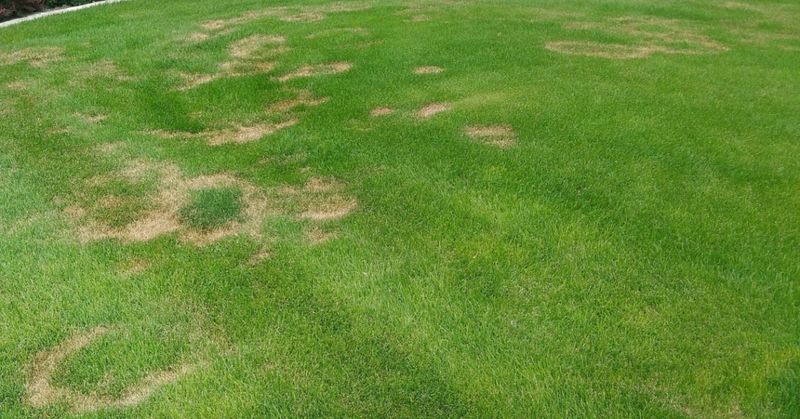 Necrotic Ring Spot Leaving Doughnut Shapes