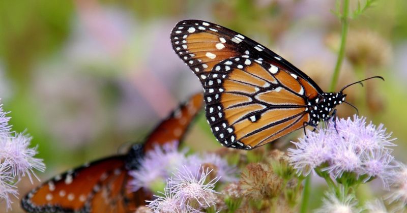 Nectar Chemistry That Draws Monarchs And Queens