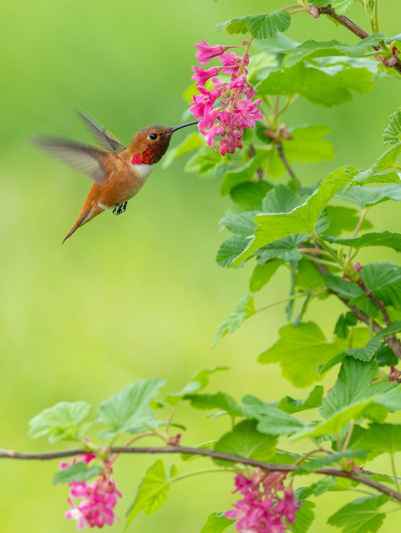 Nectar Flowers Hummingbirds Return To